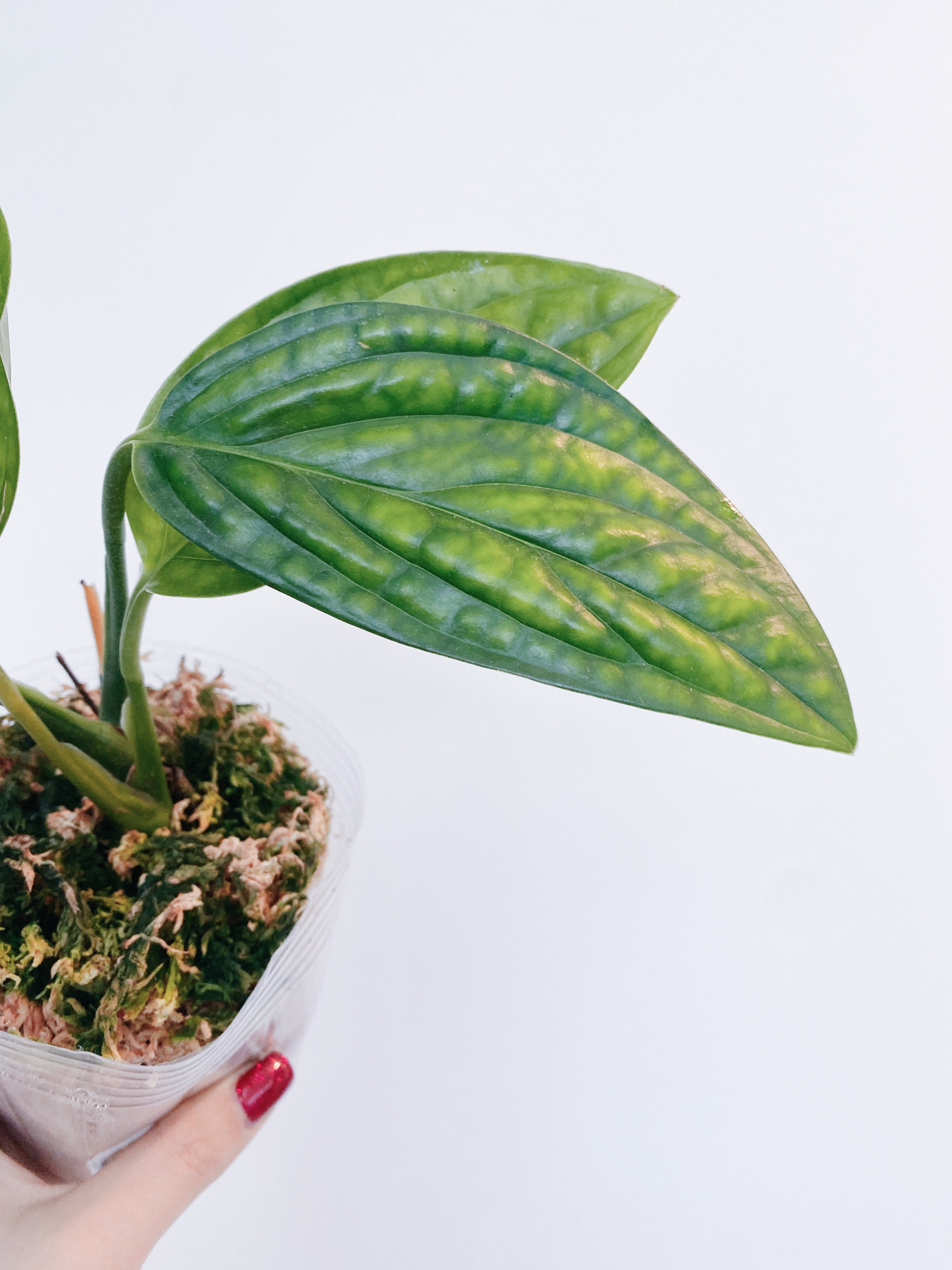 Monstera Peru (Monstera Karstenianum) Secondary image