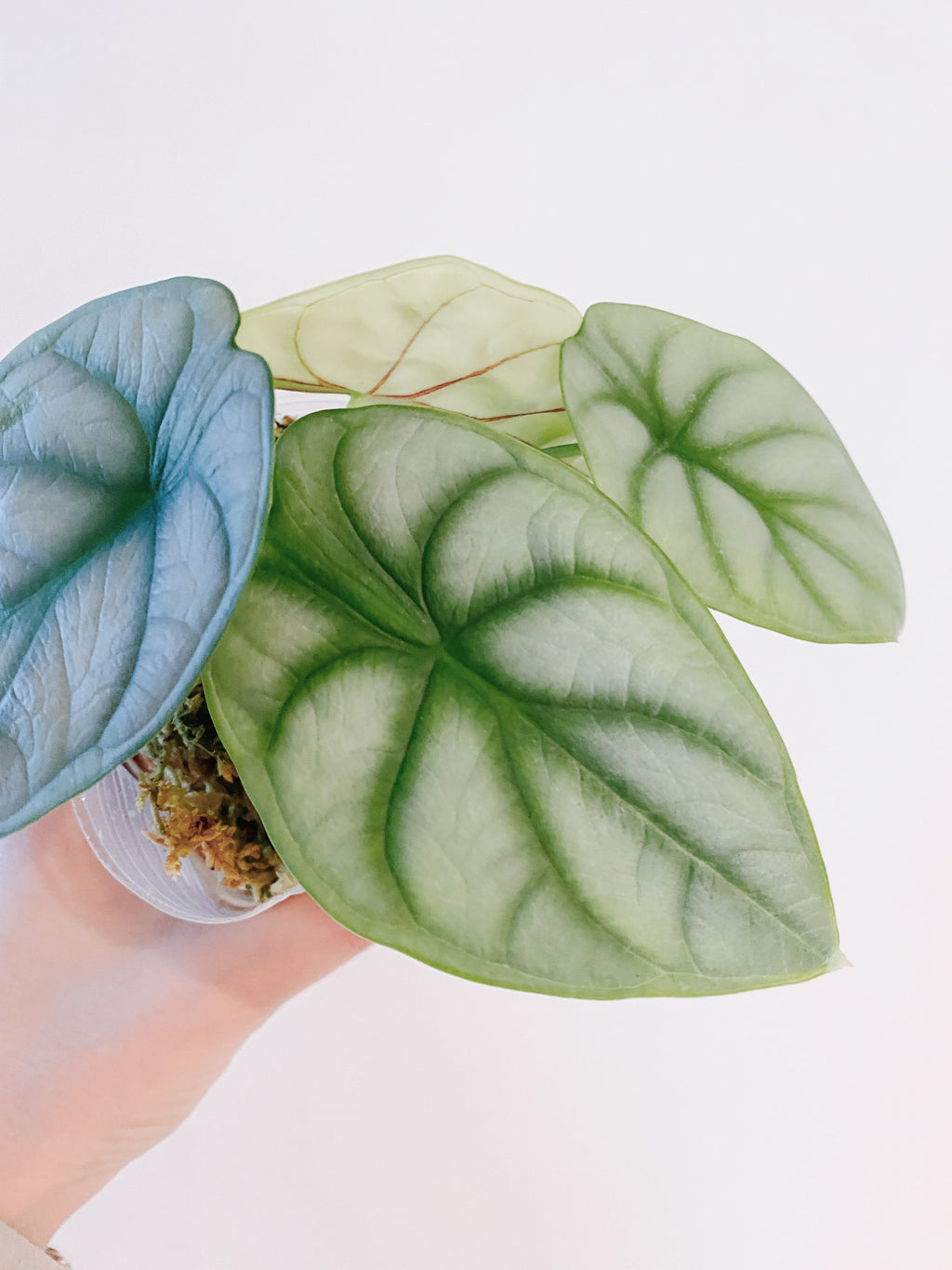 Alocasia Silver Dragon