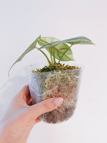 Alocasia Silver Dragon