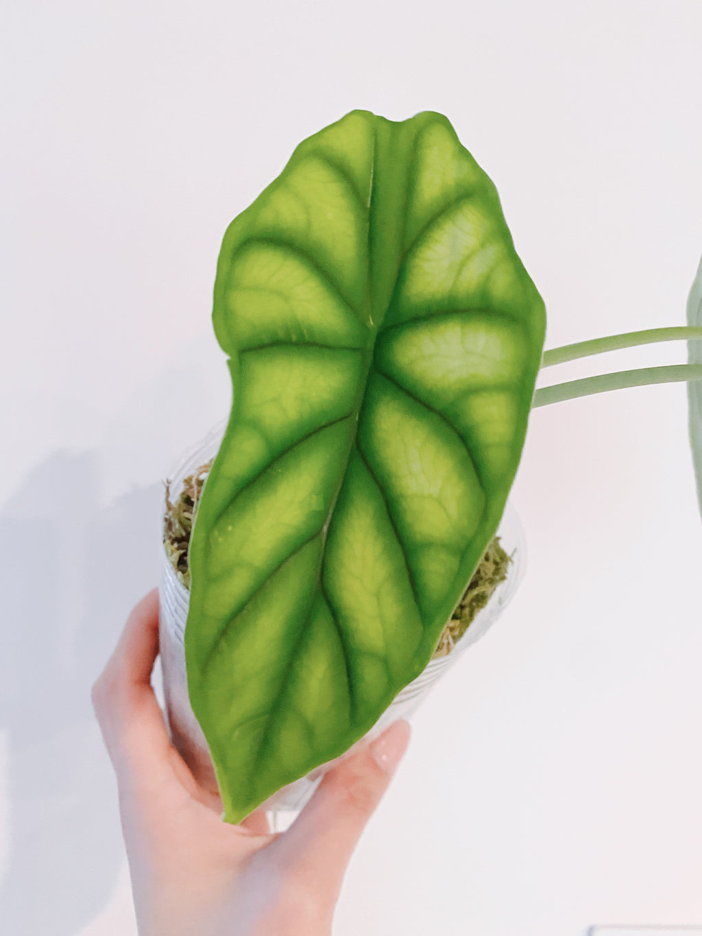 Alocasia Dragon Scale