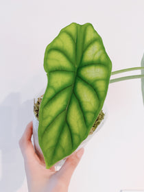 Alocasia Dragon Scale