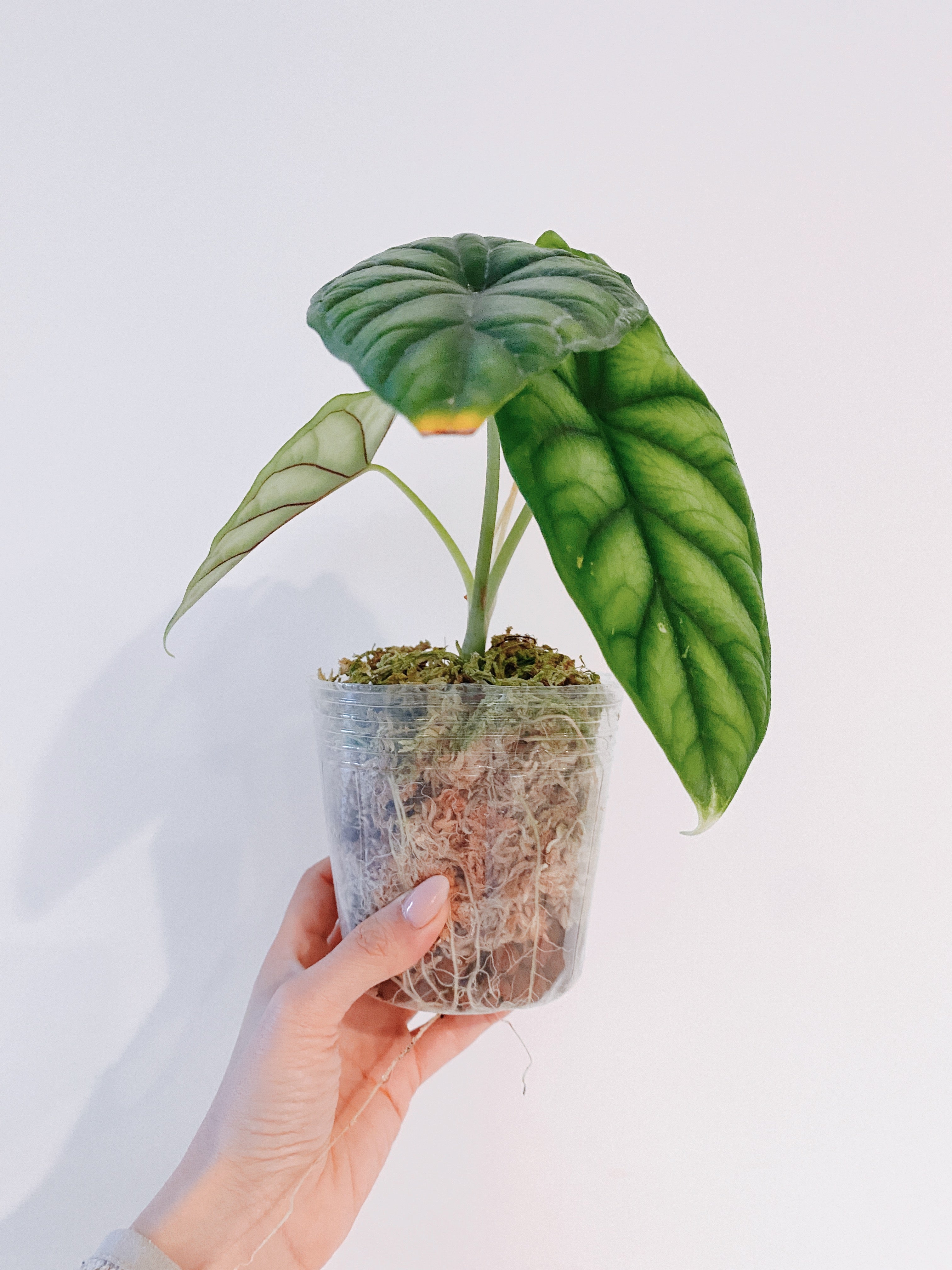 Alocasia Dragon Scale Secondary image