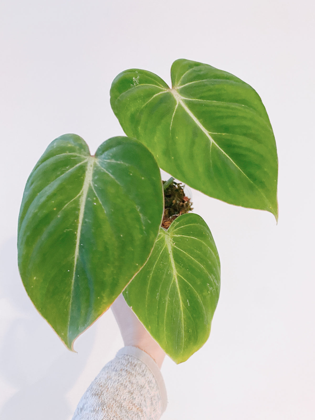 Philodendron Gloriosum (Medium) Main image