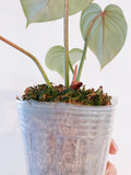 Philodendron Gloriosum (Medium)