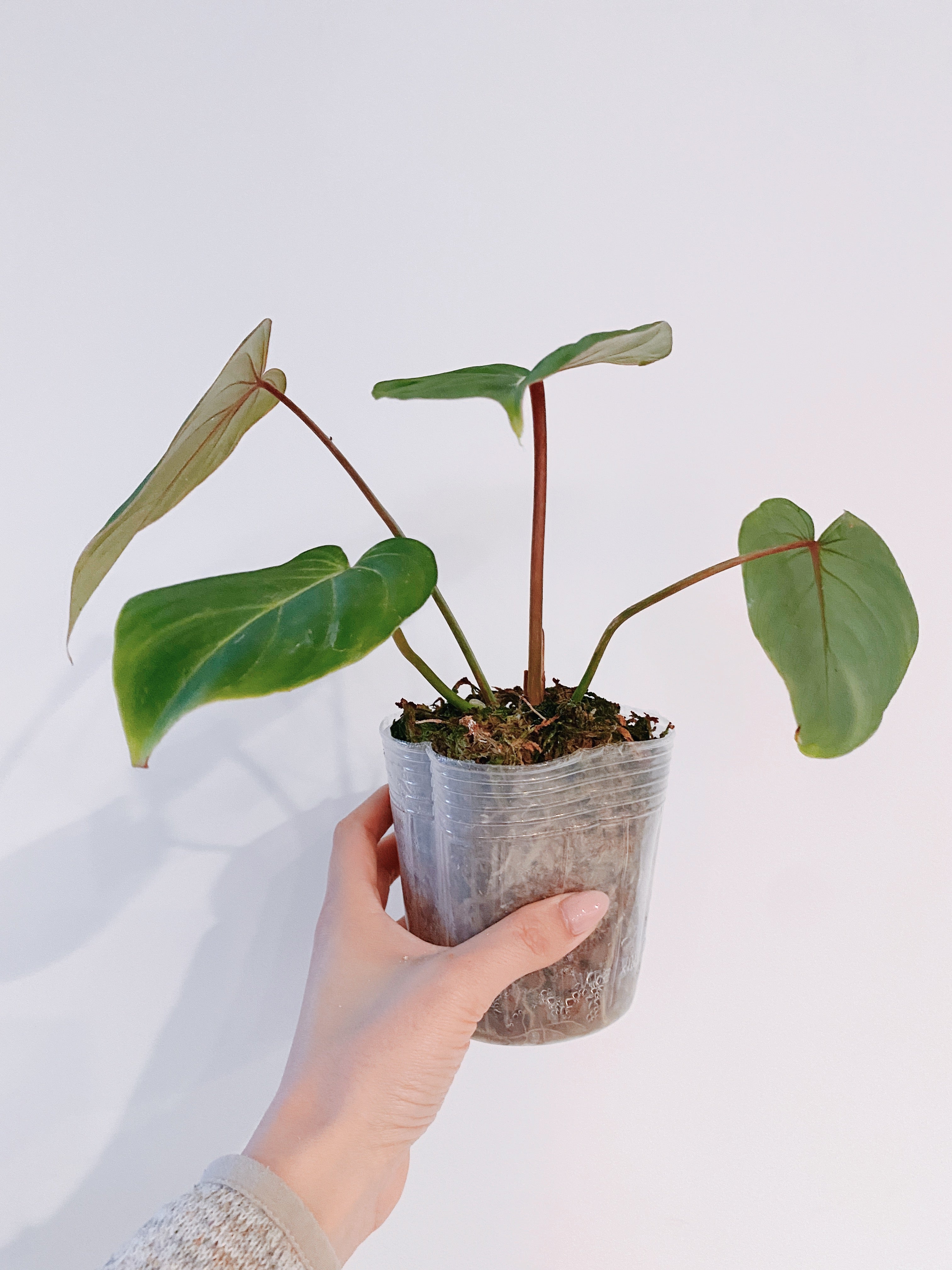 Philodendron Gloriosum (Medium) Secondary image