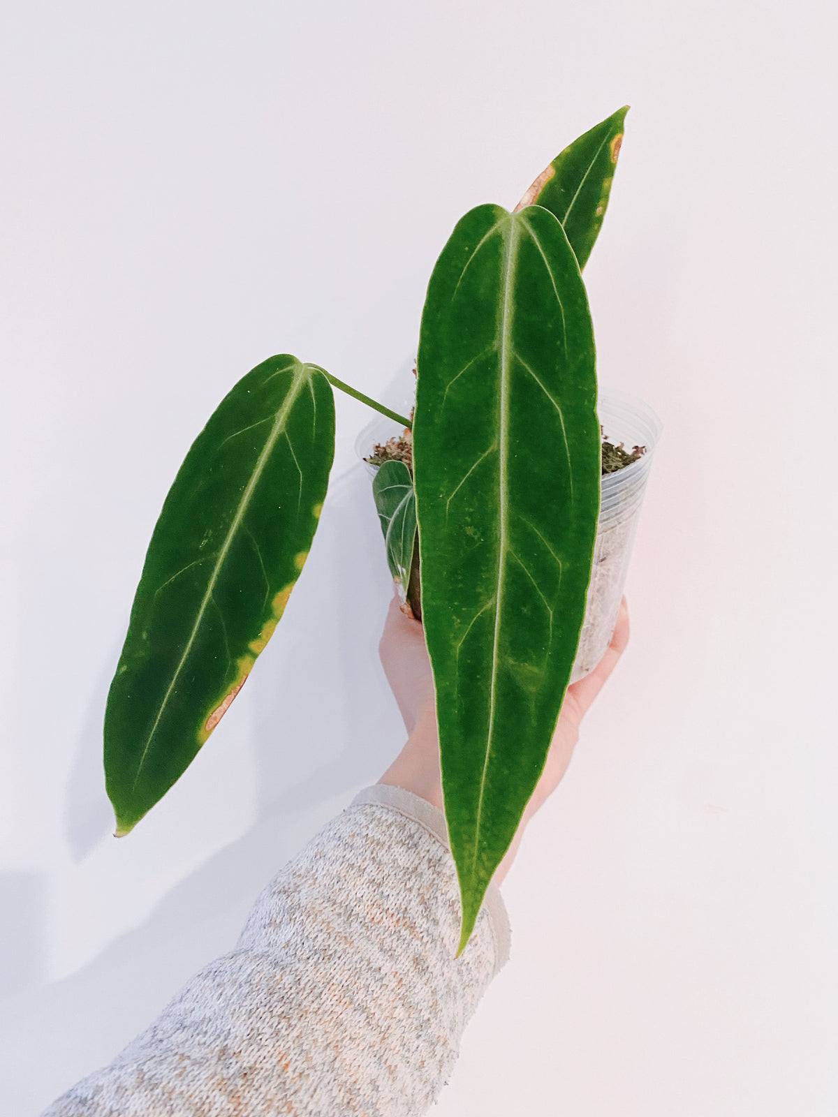 Queen Anthurium Warocqueanum Main image