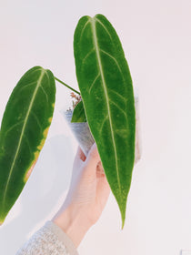 Queen Anthurium Warocqueanum