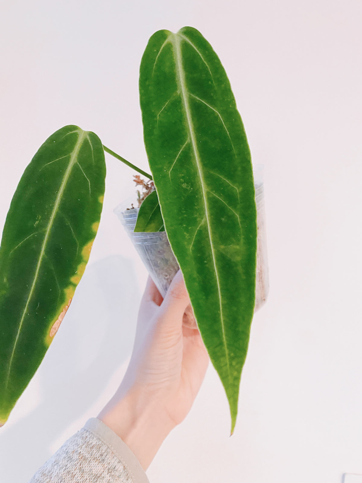 Queen Anthurium Warocqueanum