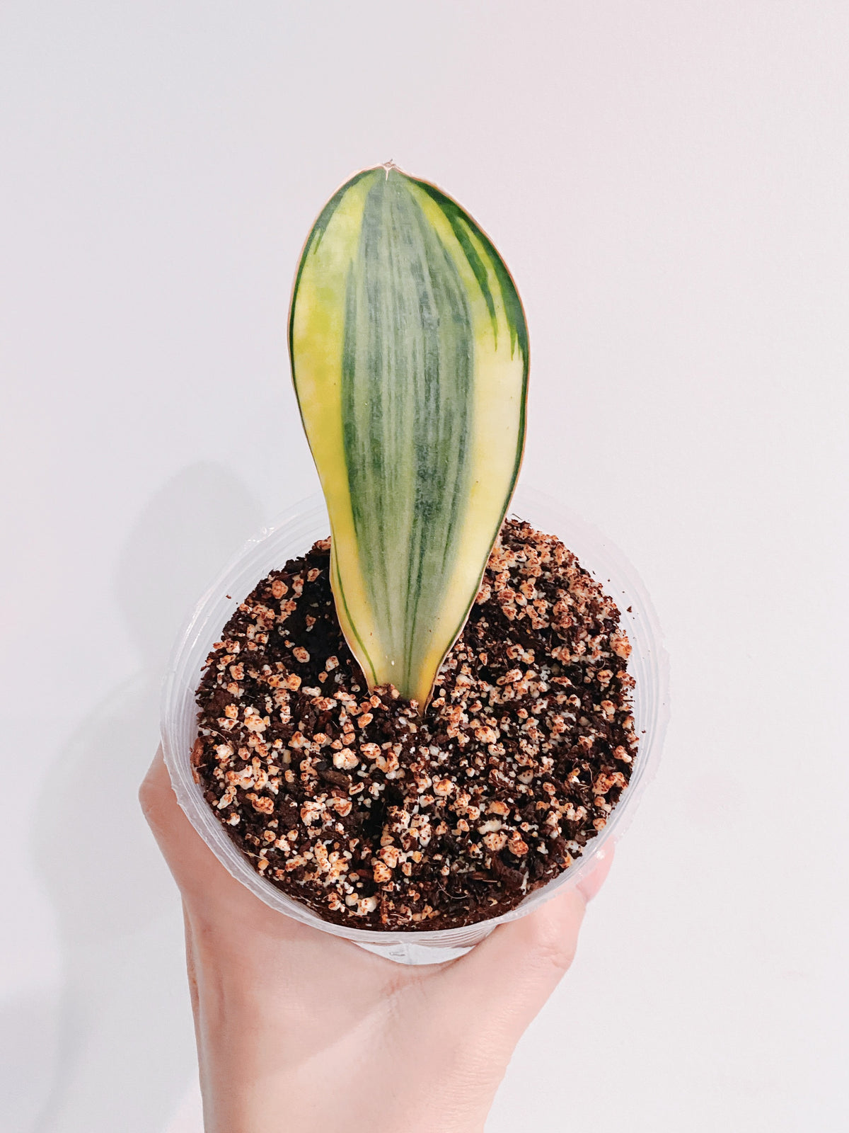 Whale Fin Sansevieria Masoniana White Variegated Main image