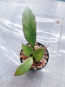 Hoya Sunrise