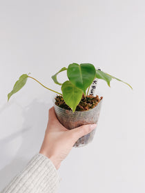 Philodendron Burle Marx Reverted