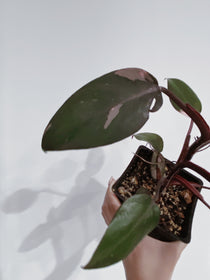 Philodendron Pink Princess