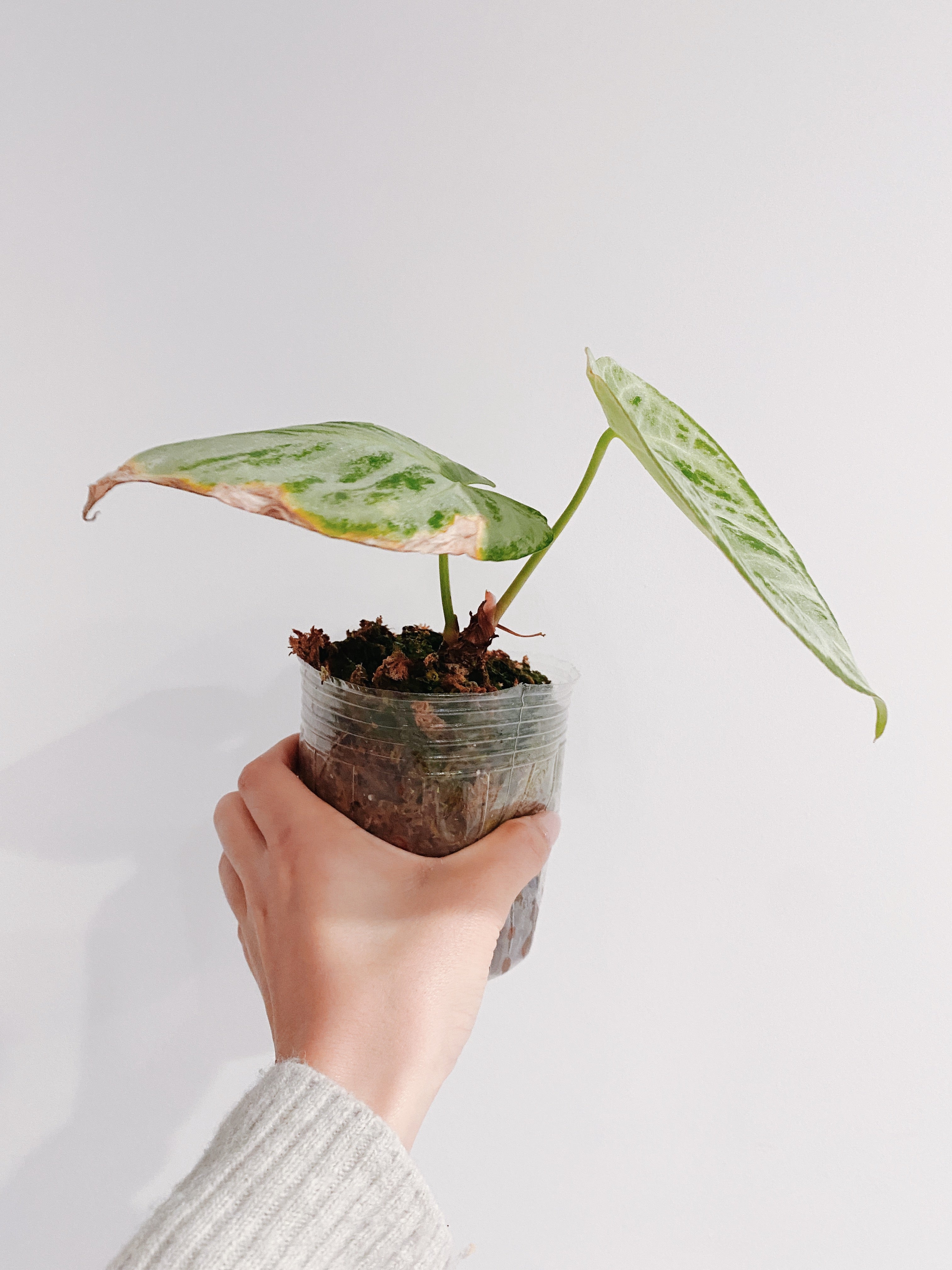 Anthurium Crystal Hope Secondary image