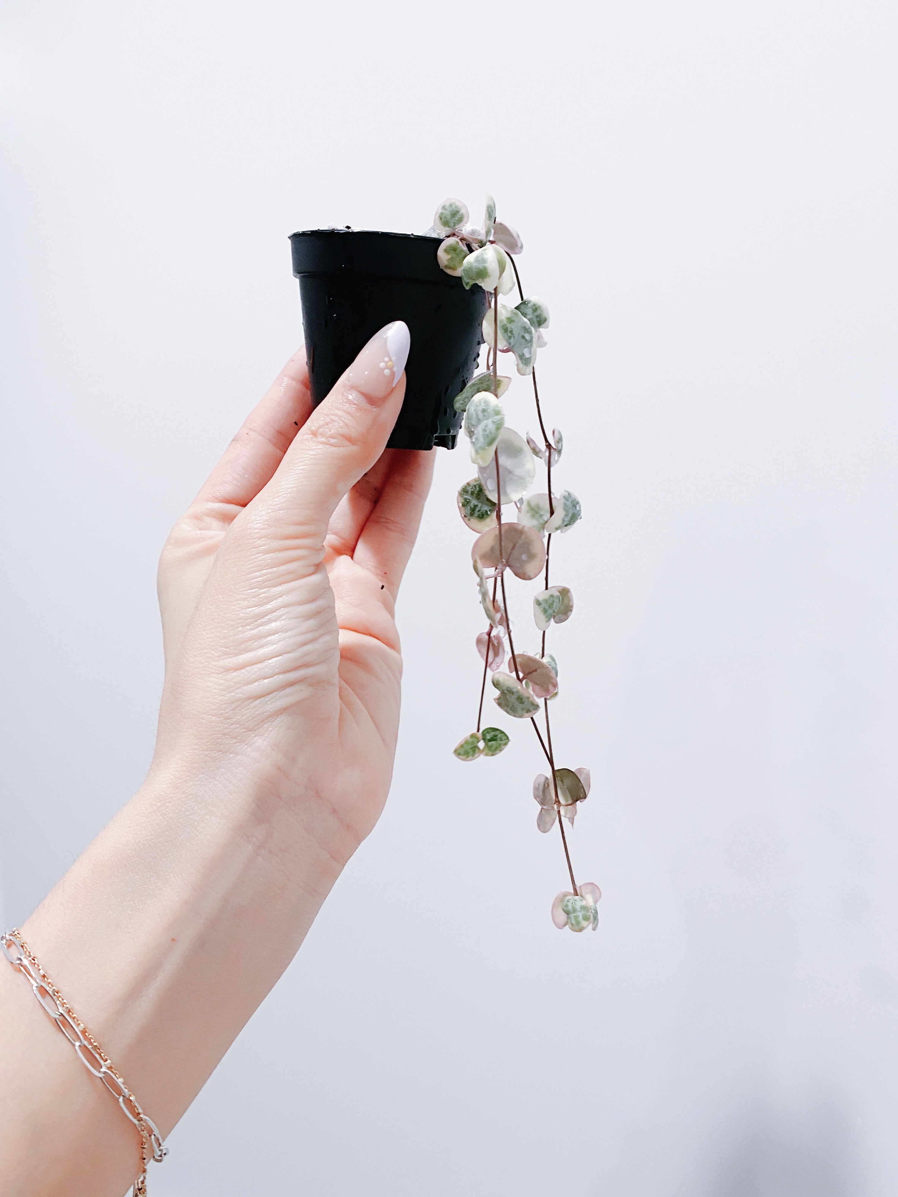 Variegated String of Hearts - 3 Strands Secondary image