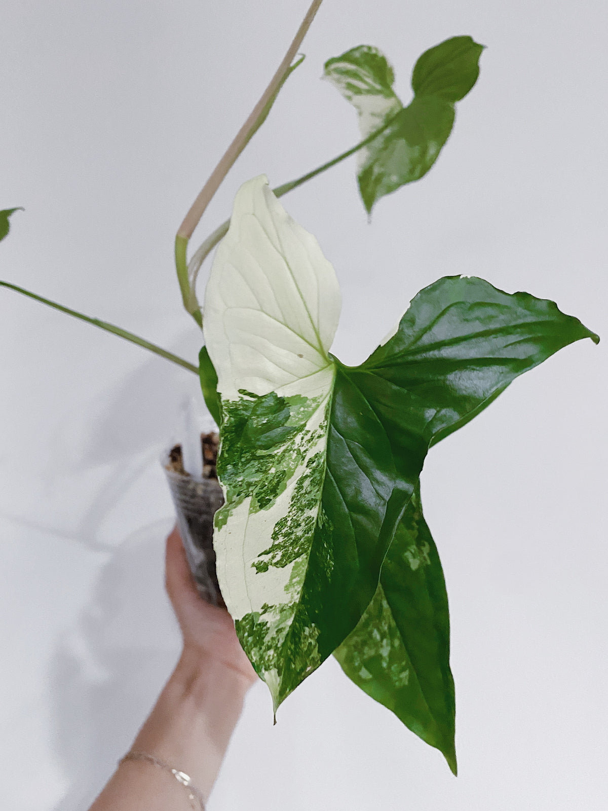 Syngonium Albo (Arrowhead Plant Variegated) Main image
