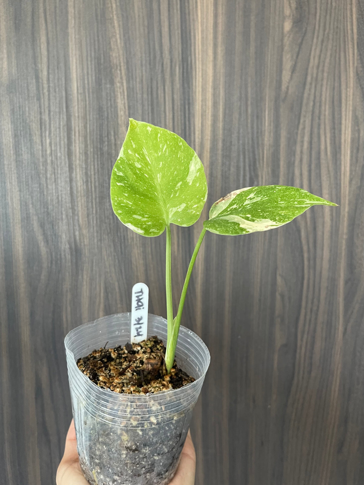 Monstera Thai Constellation Main image