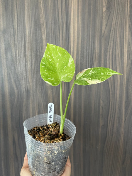 Monstera Thai Constellation