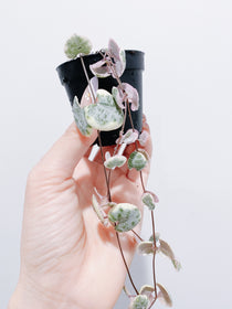 Variegated String of Hearts - 3 Strands