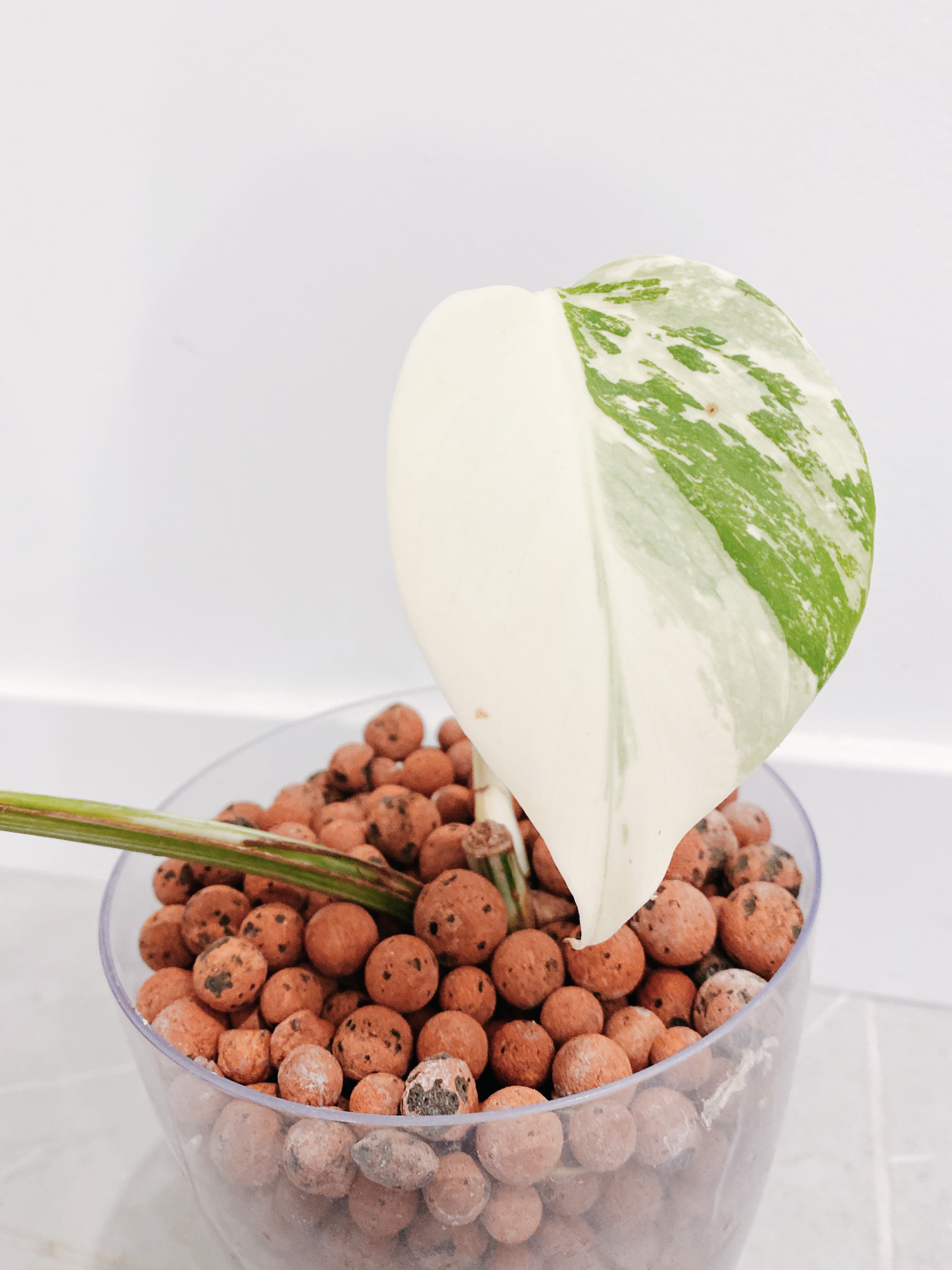 Monstera Albo Borsigiana Secondary image