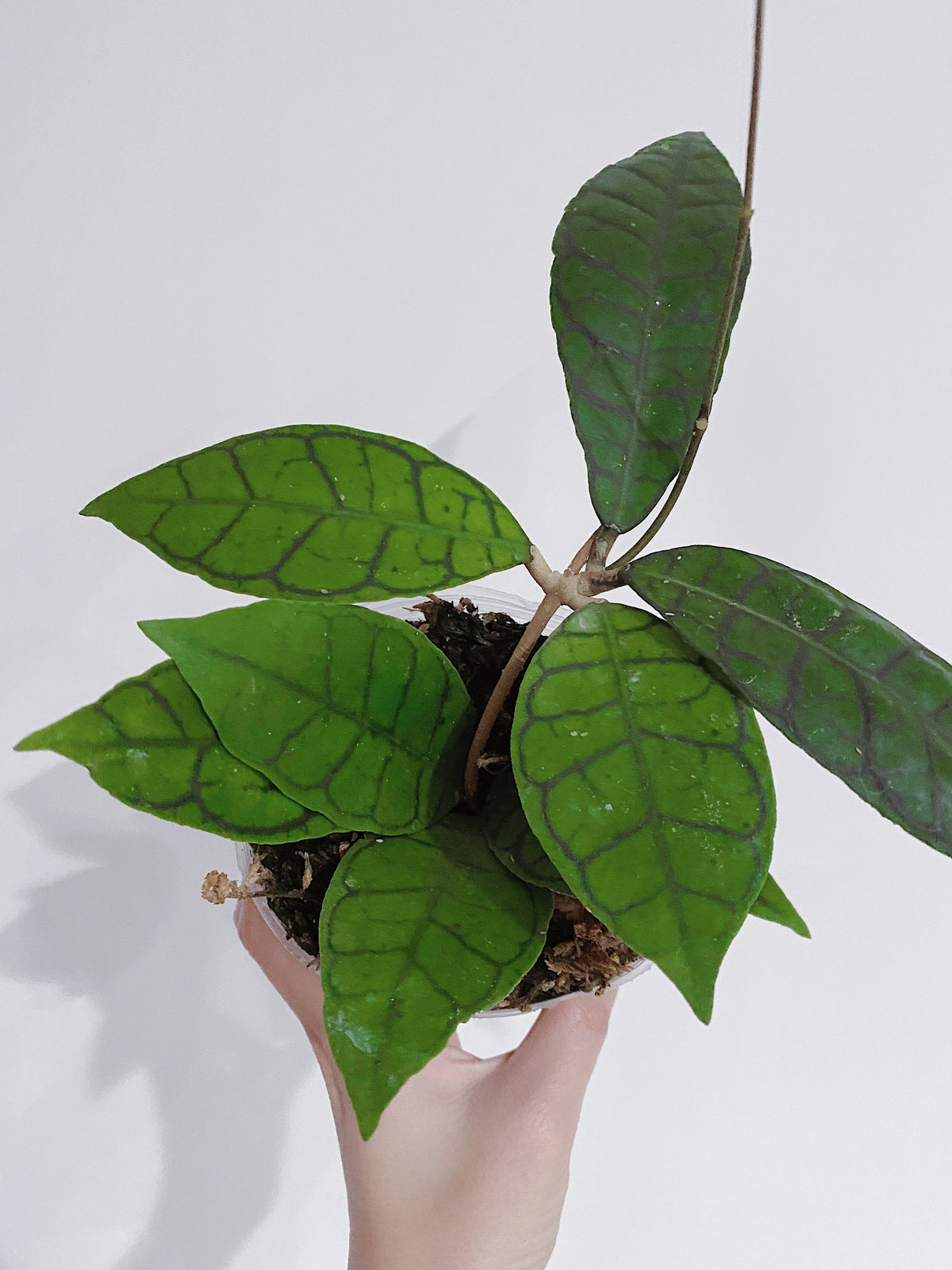 Hoya Callistophylla Main image