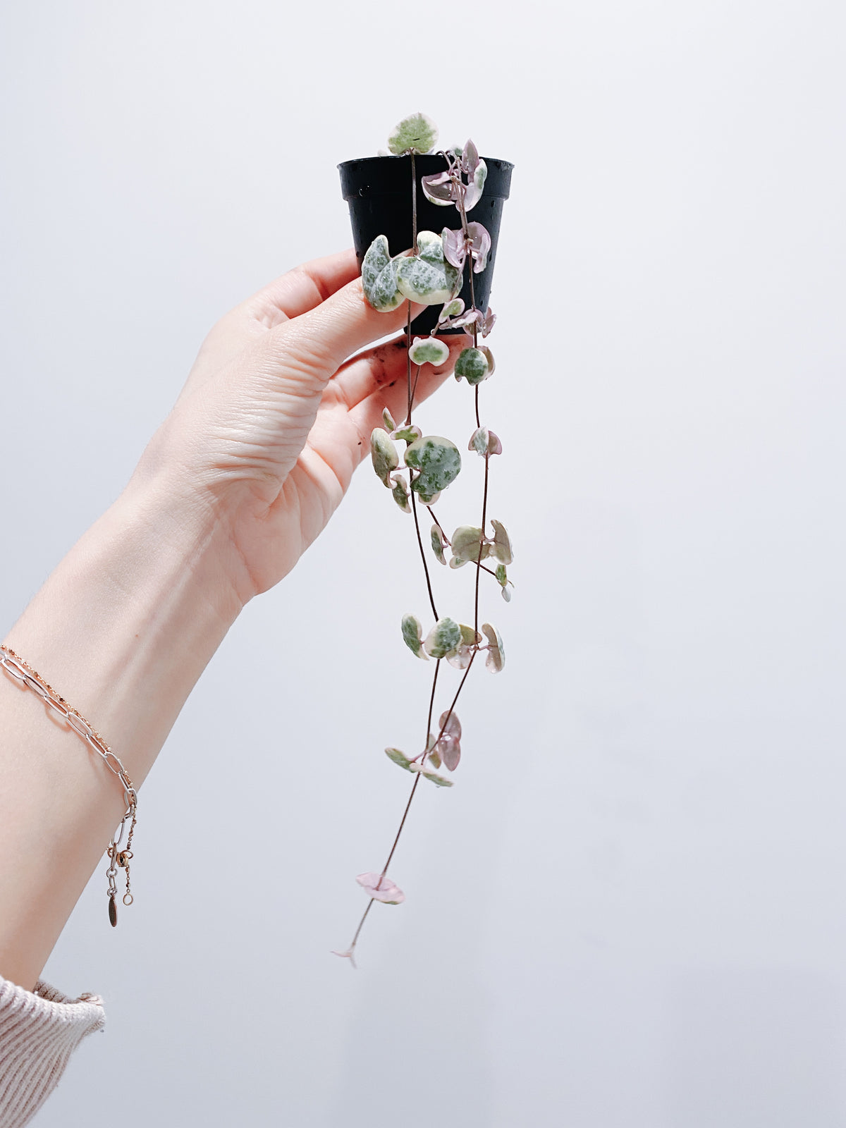 Variegated String of Hearts - 3 Strands Main image