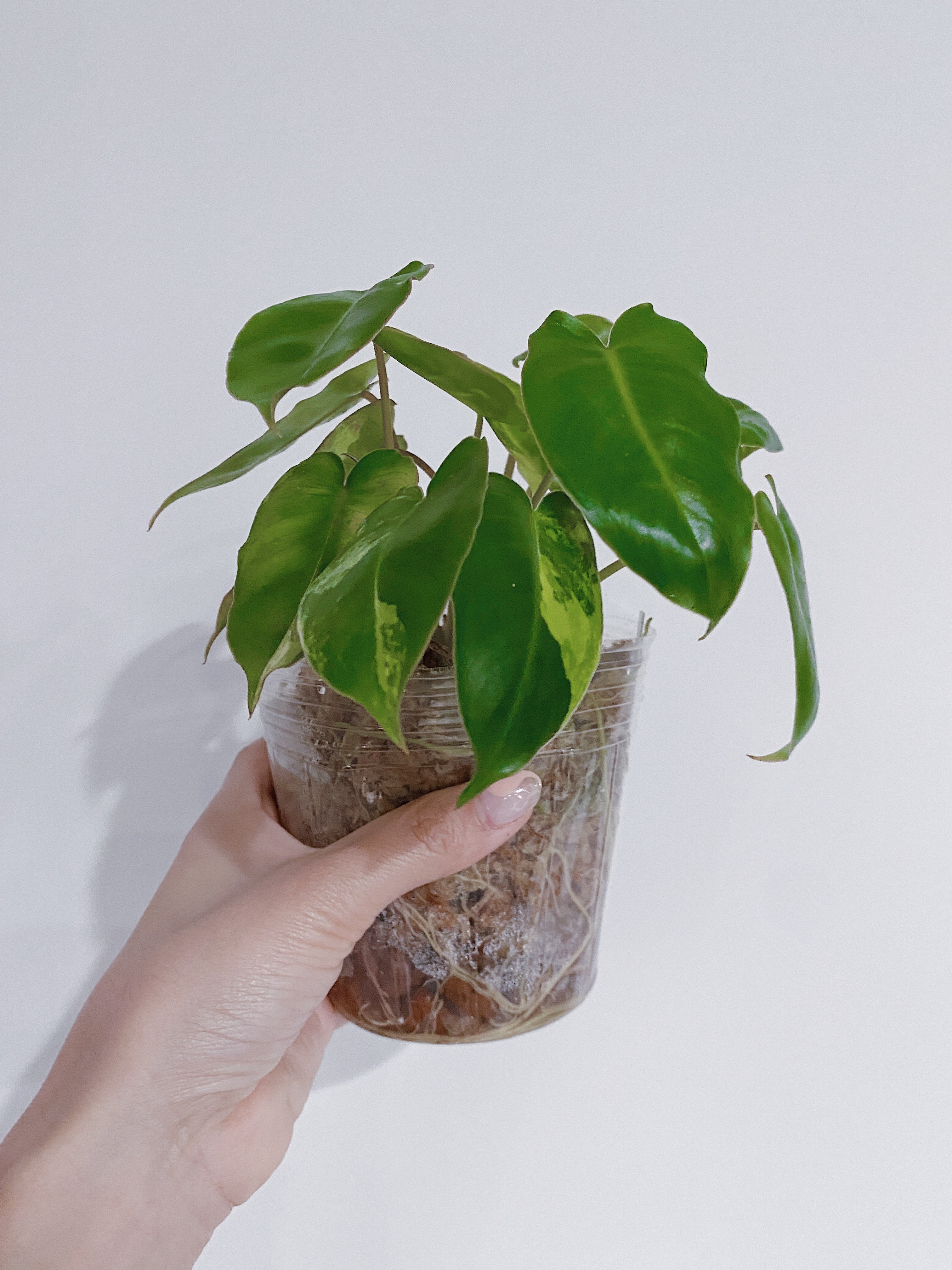 Philodendron Burle Marx Variegated Secondary image