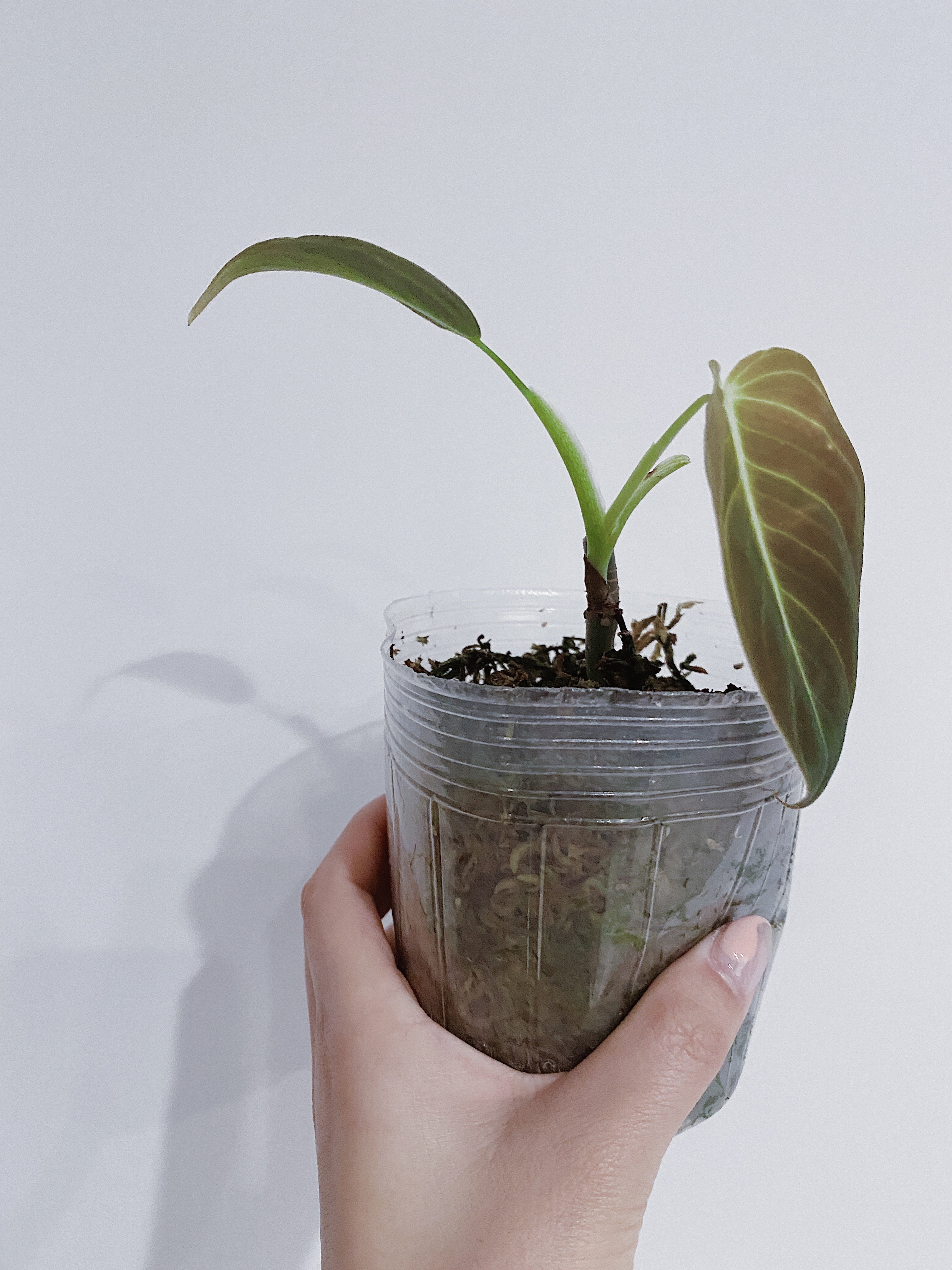 Philodendron Melanochrysum Secondary image
