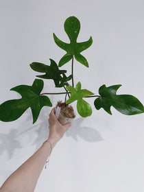 Philodendron Florida Ghost