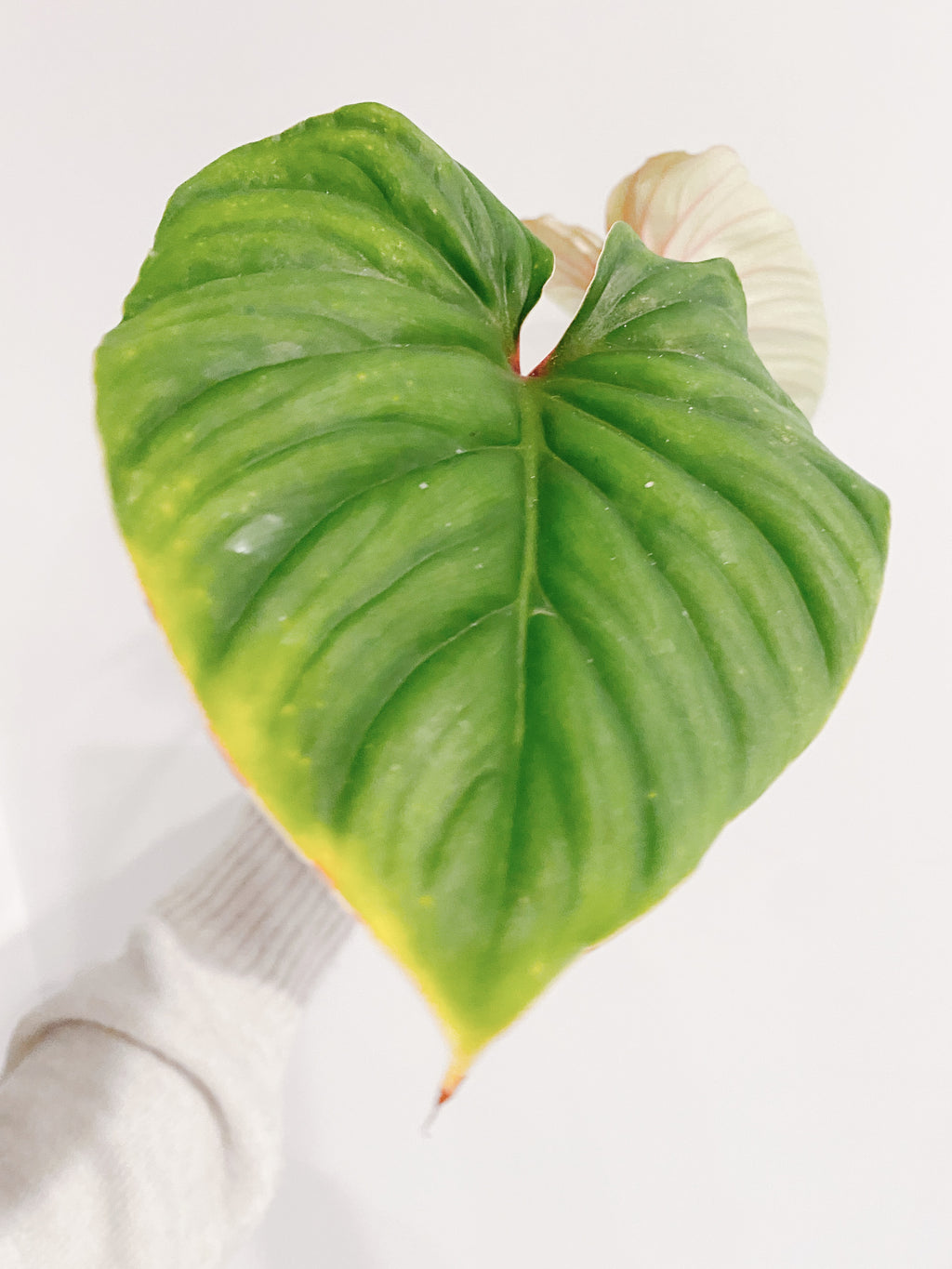 Philodendron Plowmanii