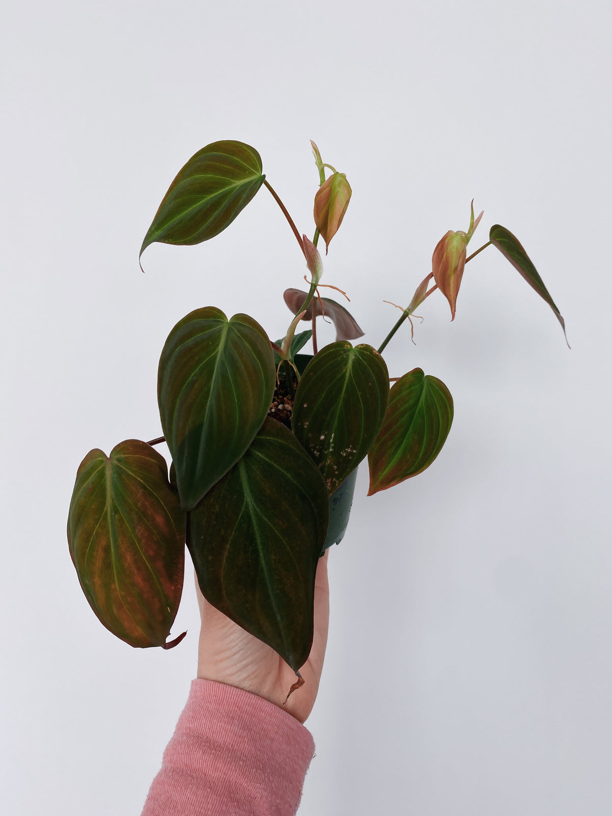 Philodendron Micans Main image