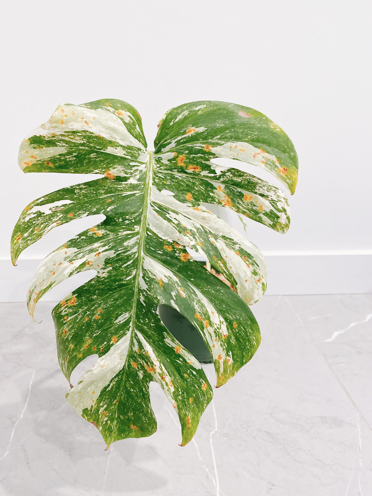 Monstera Deliciosa Albo Variegata Main image