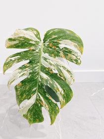 Monstera Deliciosa Albo Variegata
