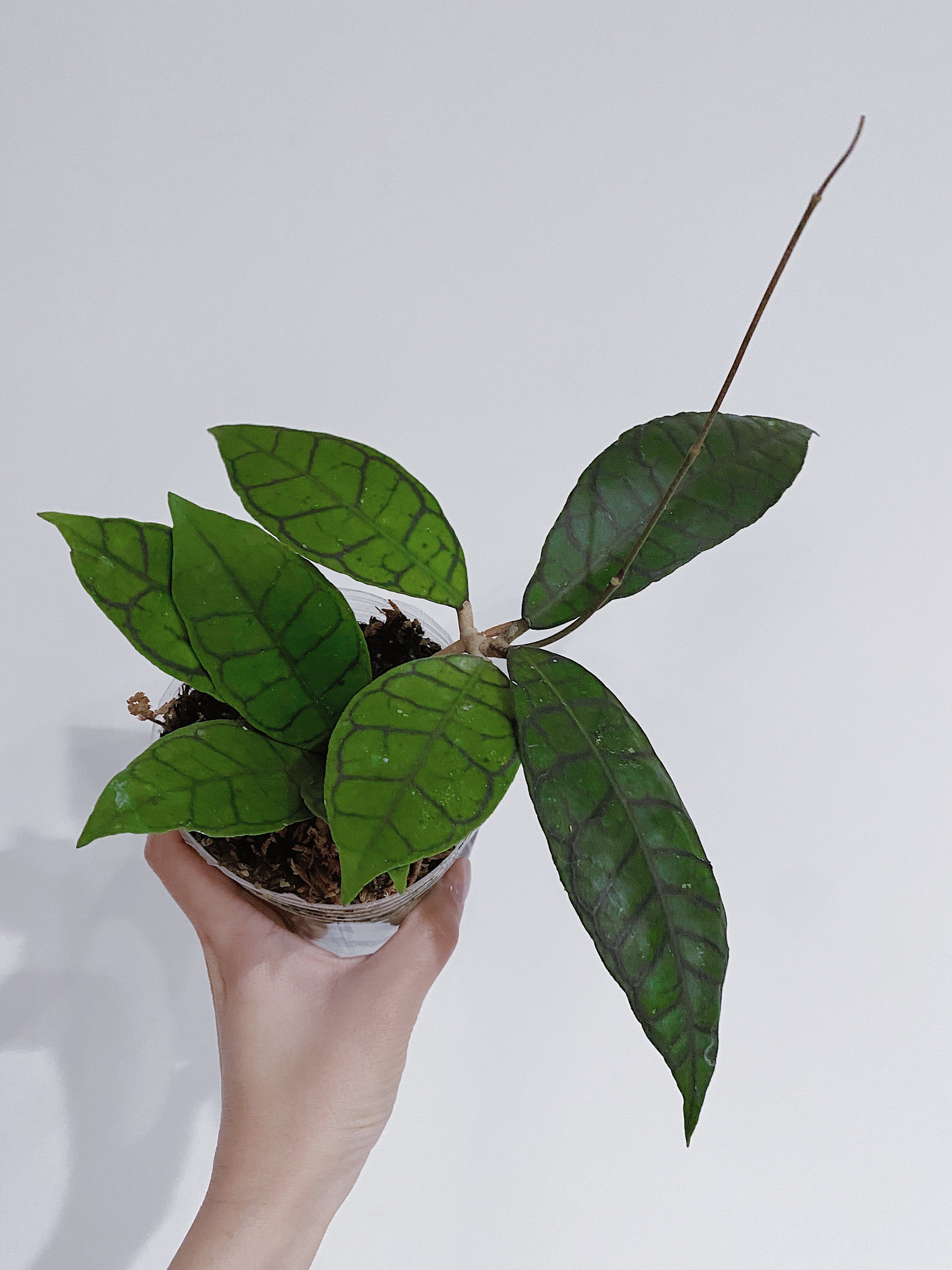 Hoya Callistophylla Secondary image