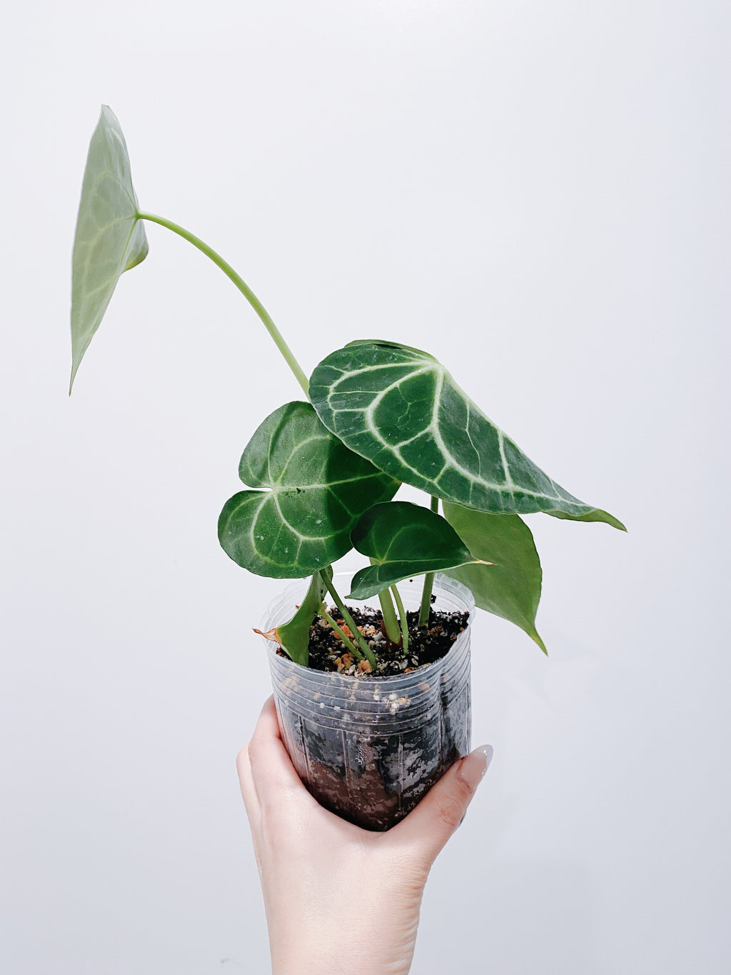 Anthurium Clarinervium