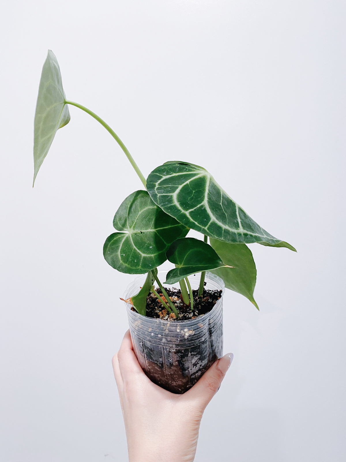 Anthurium Clarinervium