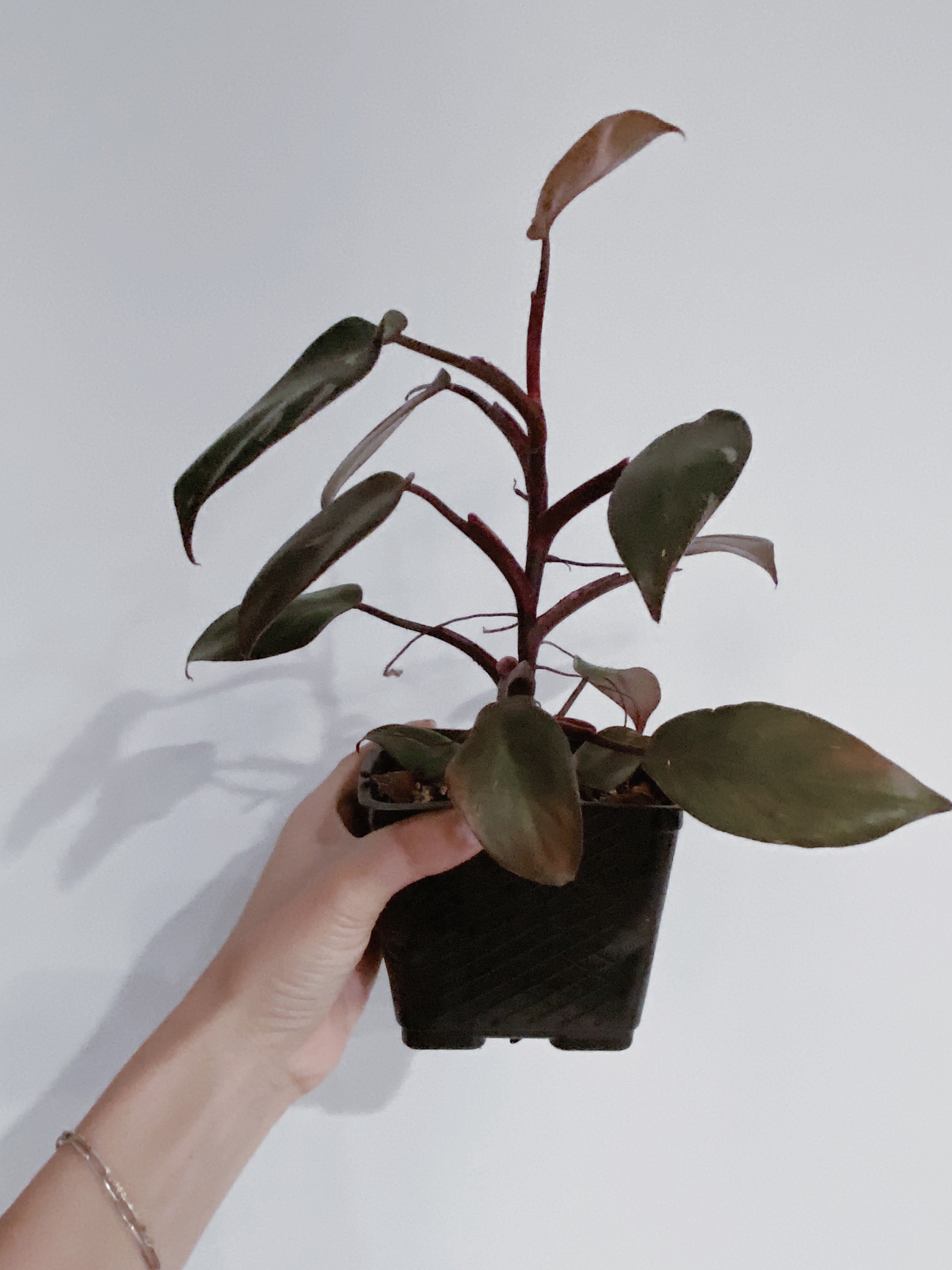 Philodendron Pink Princess Secondary image