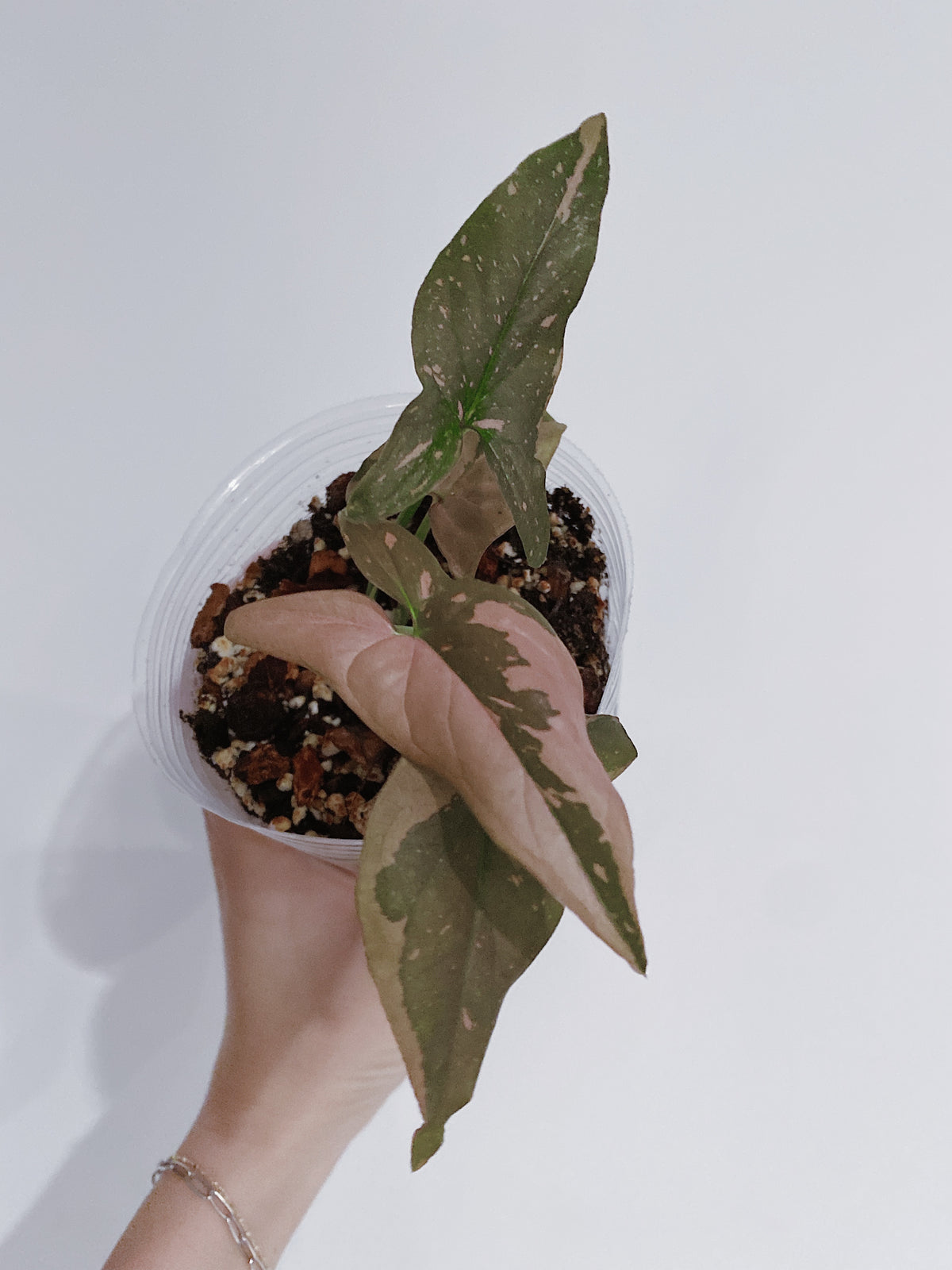 Syngonium Pink Splash