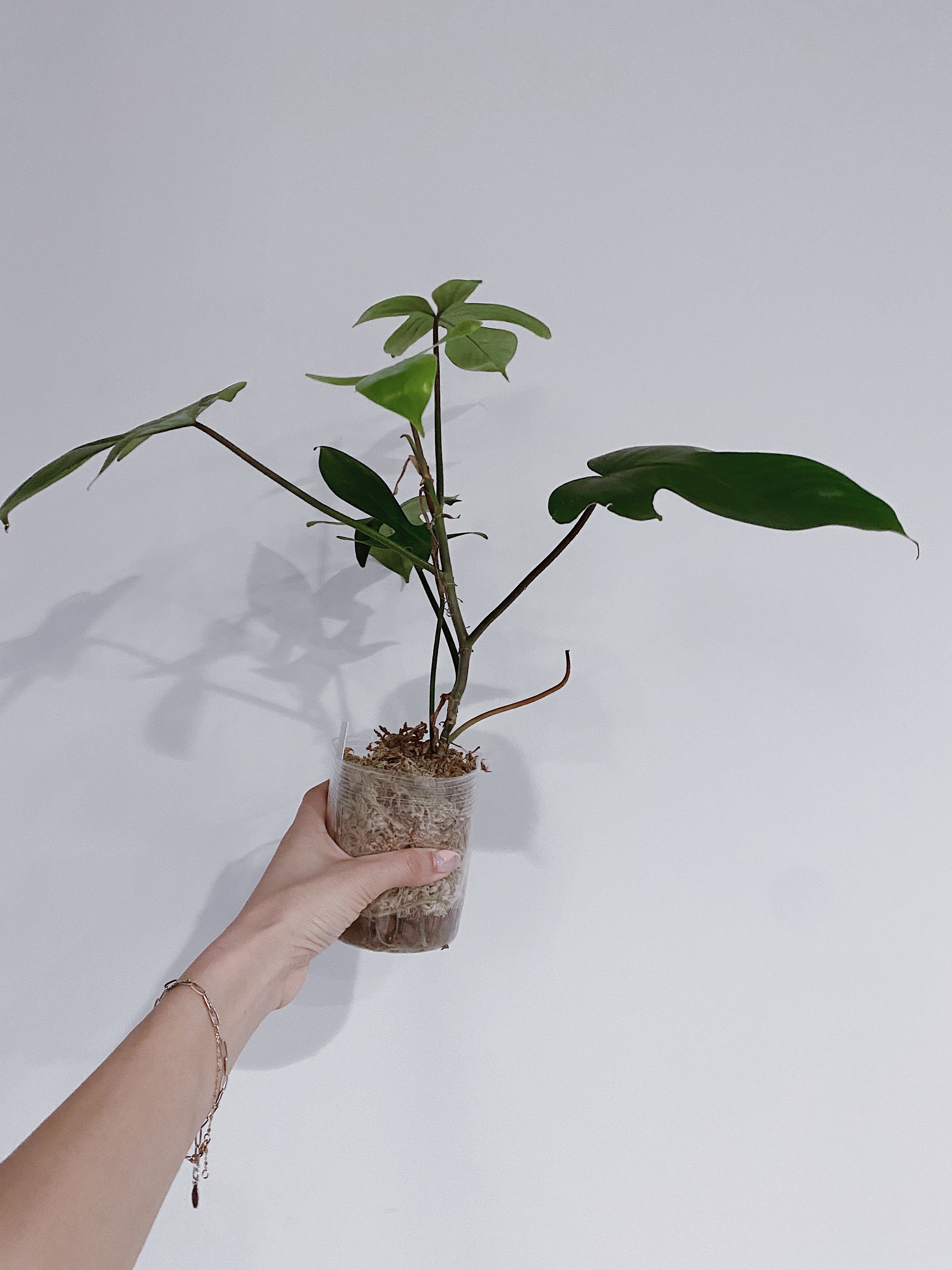Philodendron Florida Ghost Secondary image