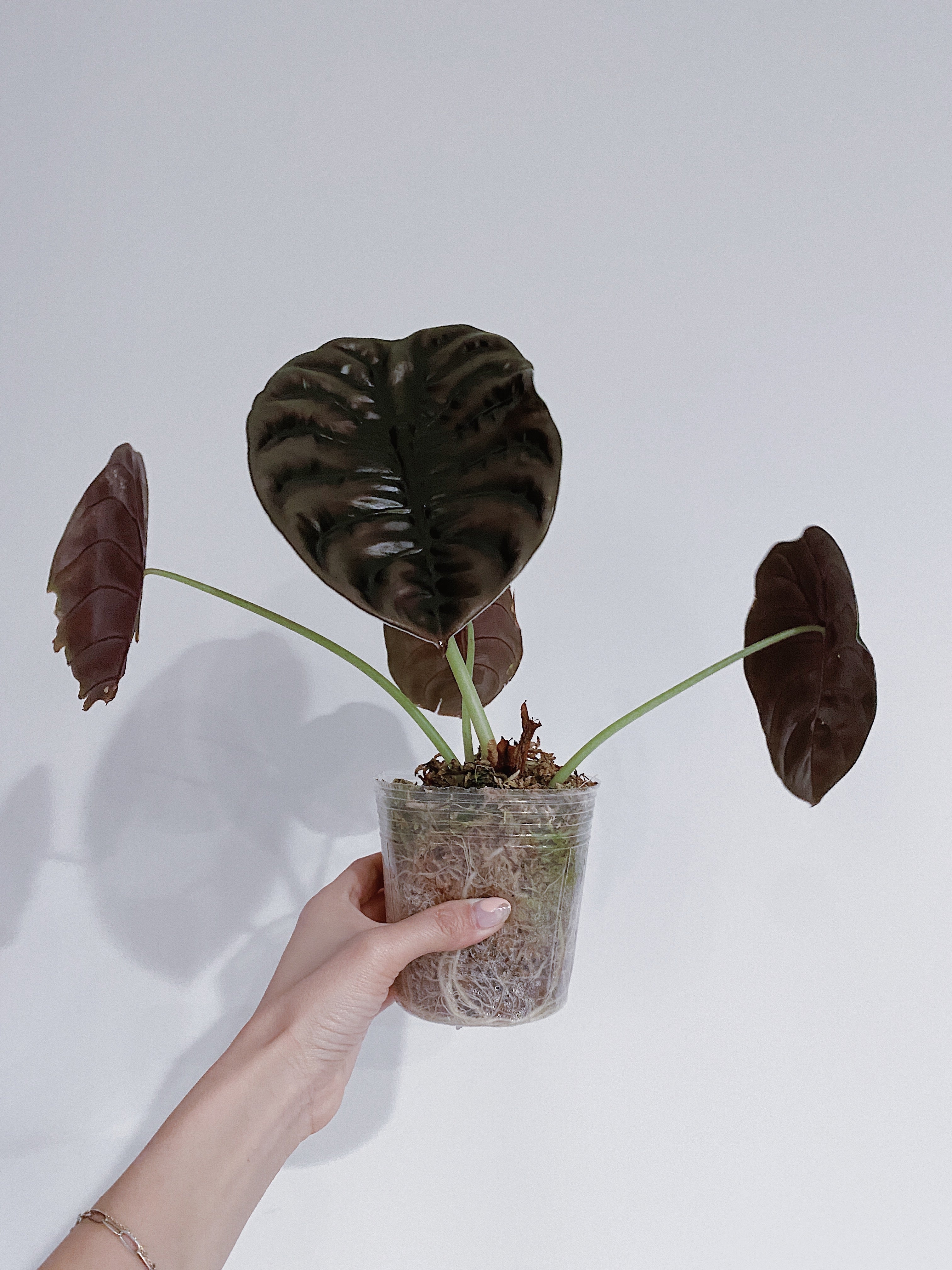Alocasia Cuprea Secondary image
