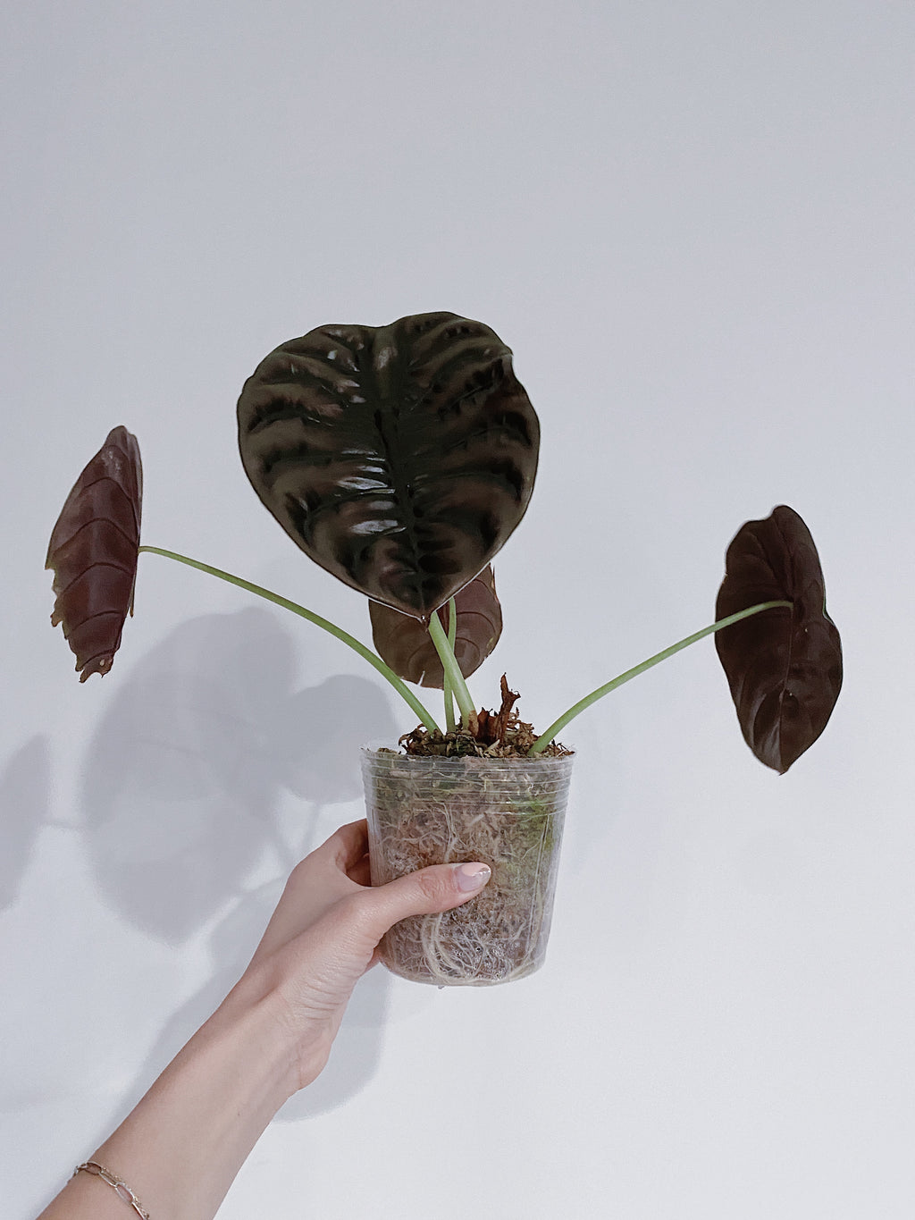 Alocasia Cuprea
