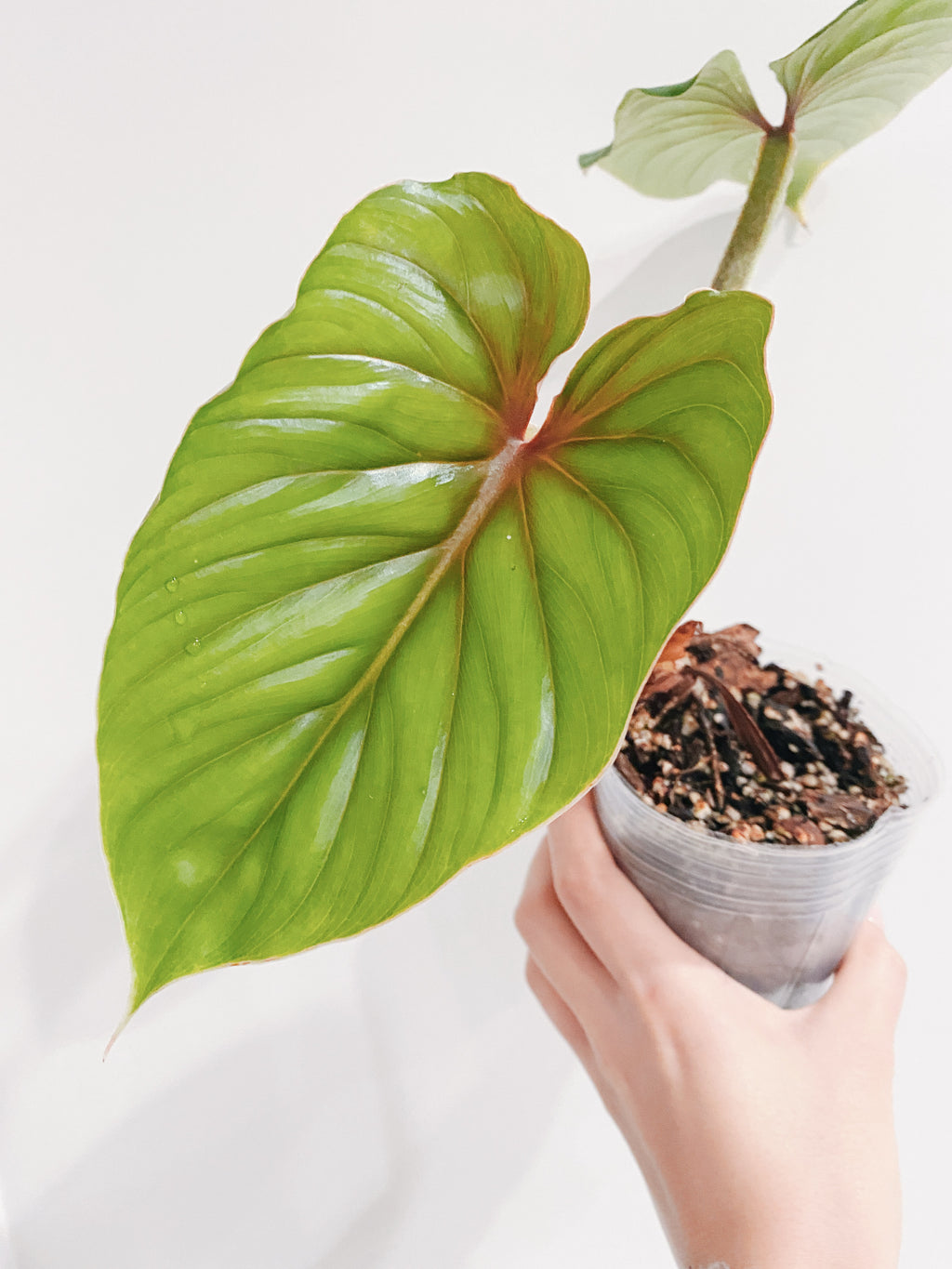 Philodendron Plowmanii
