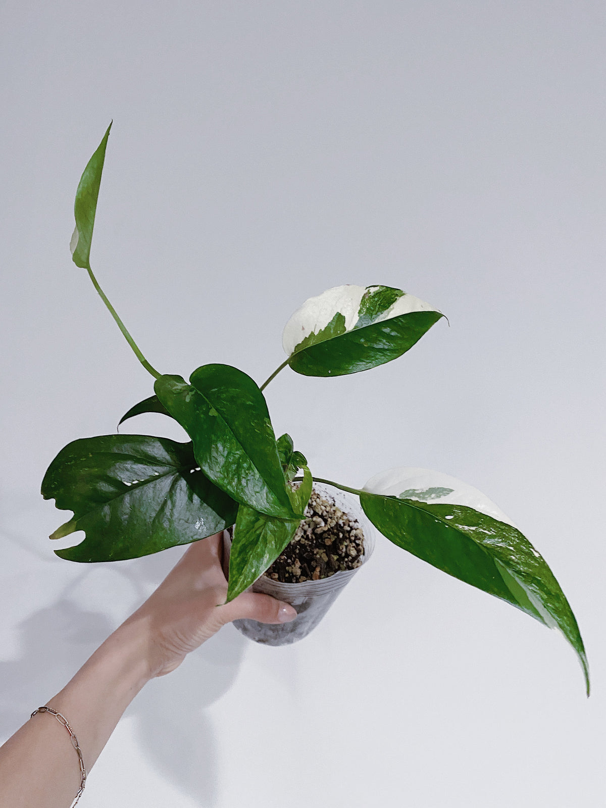 Epipremnum Pinnatum Variegated Main image