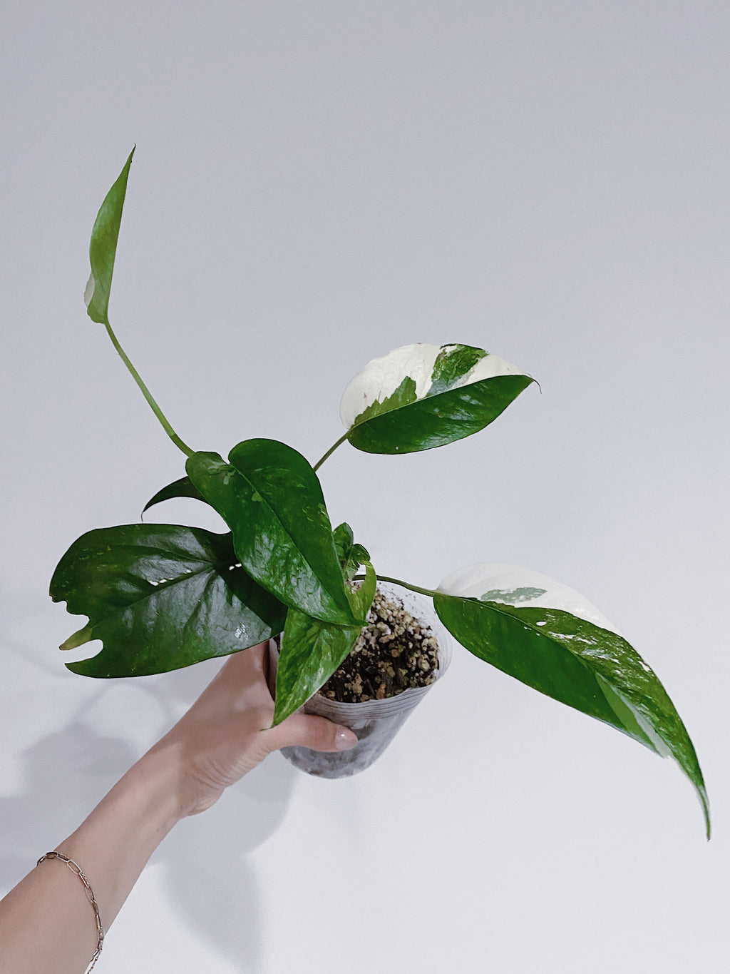 Epipremnum Pinnatum Variegated