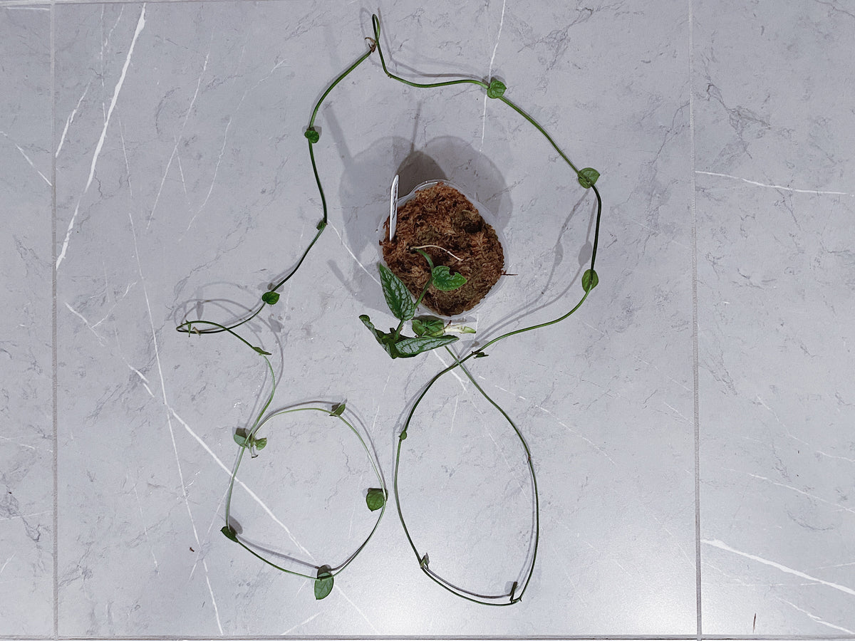 Monstera Dubia (6 Feet) Main image