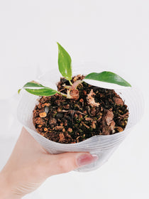 Philodendron White Princess