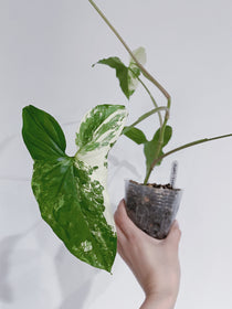 Syngonium Albo (Arrowhead Plant Variegated)