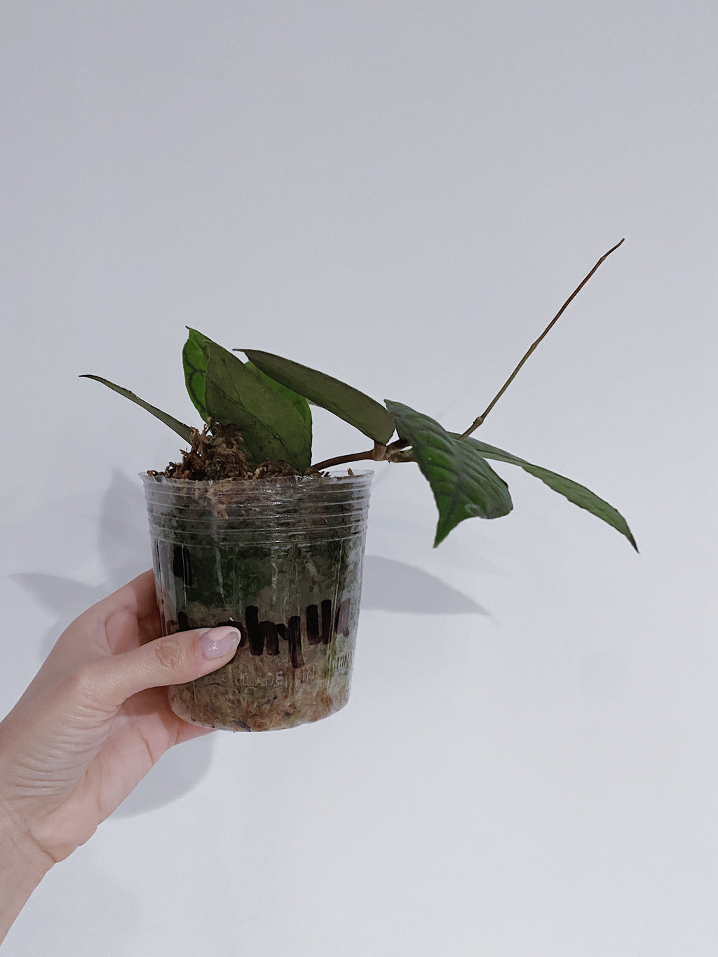 Hoya Callistophylla
