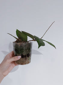 Hoya Callistophylla