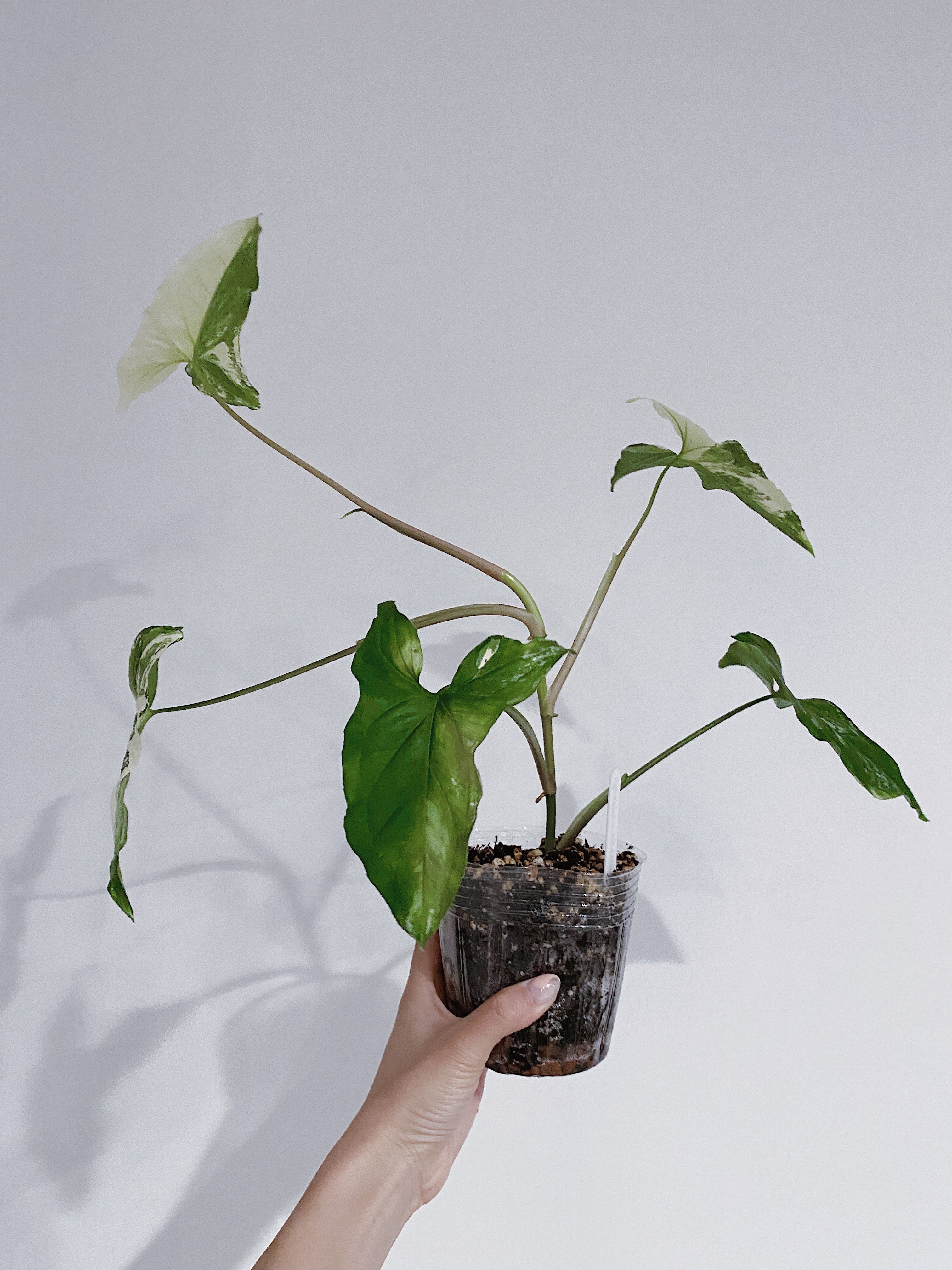 Syngonium Albo (Arrowhead Plant Variegated) Secondary image