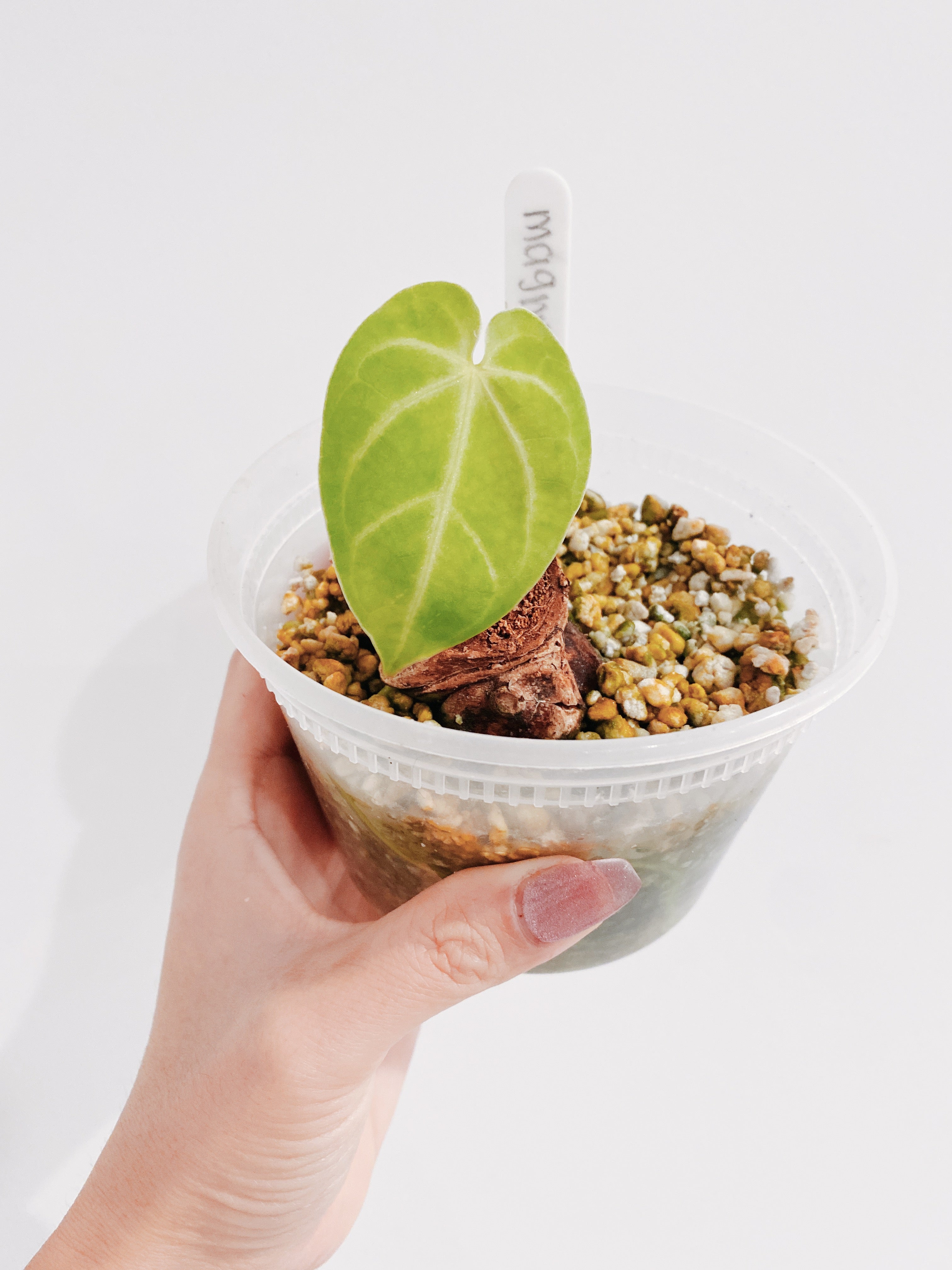 Anthurium Magnificum Secondary image
